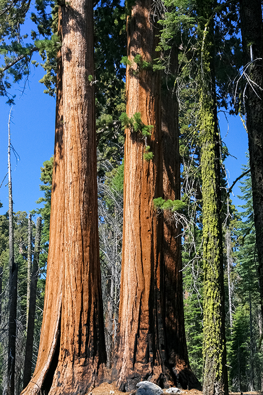 07-02 - 21.JPG - Sequoia National Park, CA